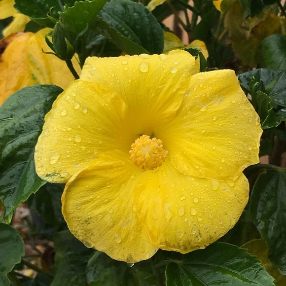 Meet your Posher, Kaydance - Picture 1 of 1